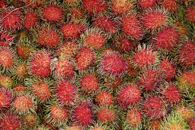 Fleurs Mai 2012-003